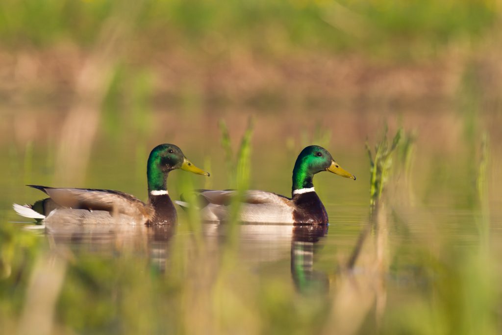 canard colvert