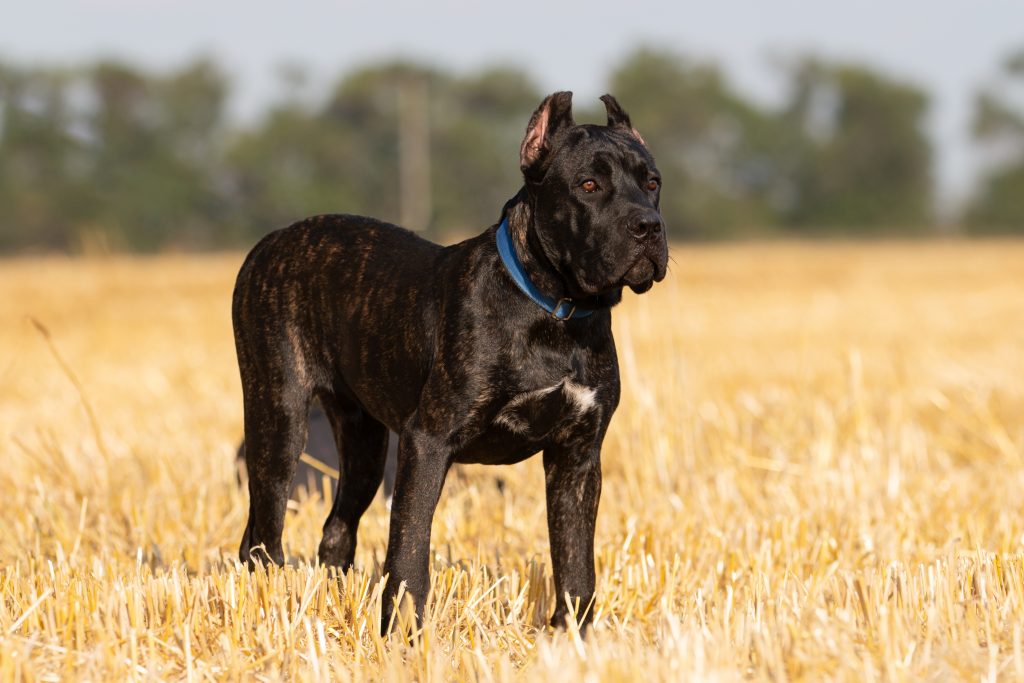 Cane Corso