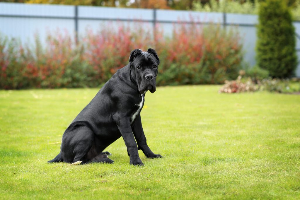 cane corso