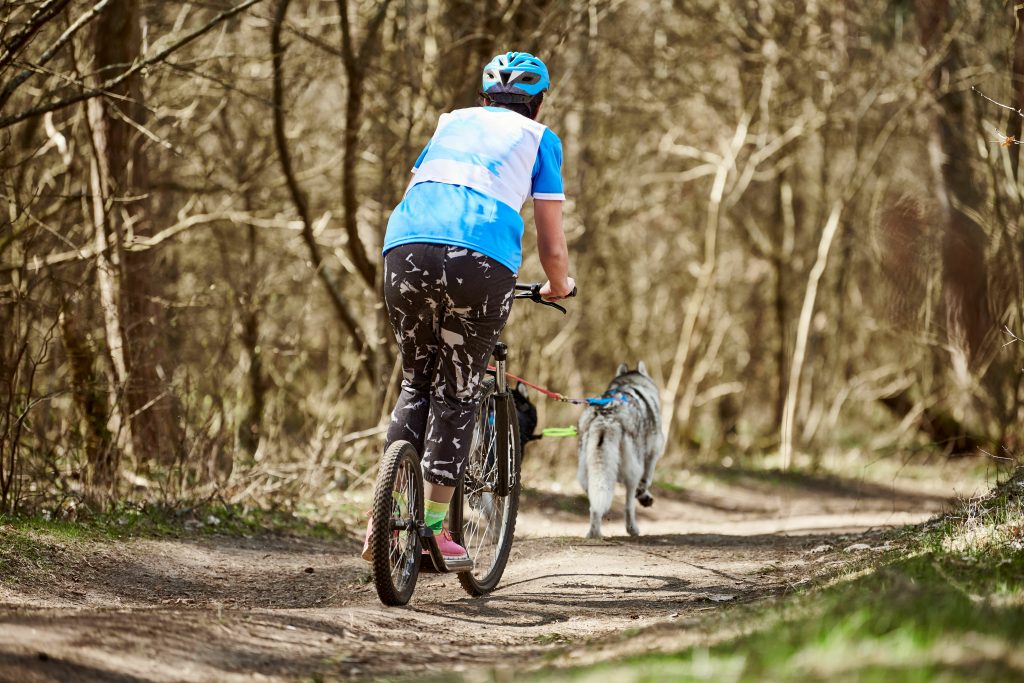 cani trottinette