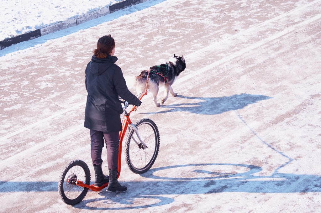 Canitrottinette Husky