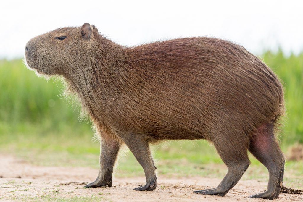 Capybara