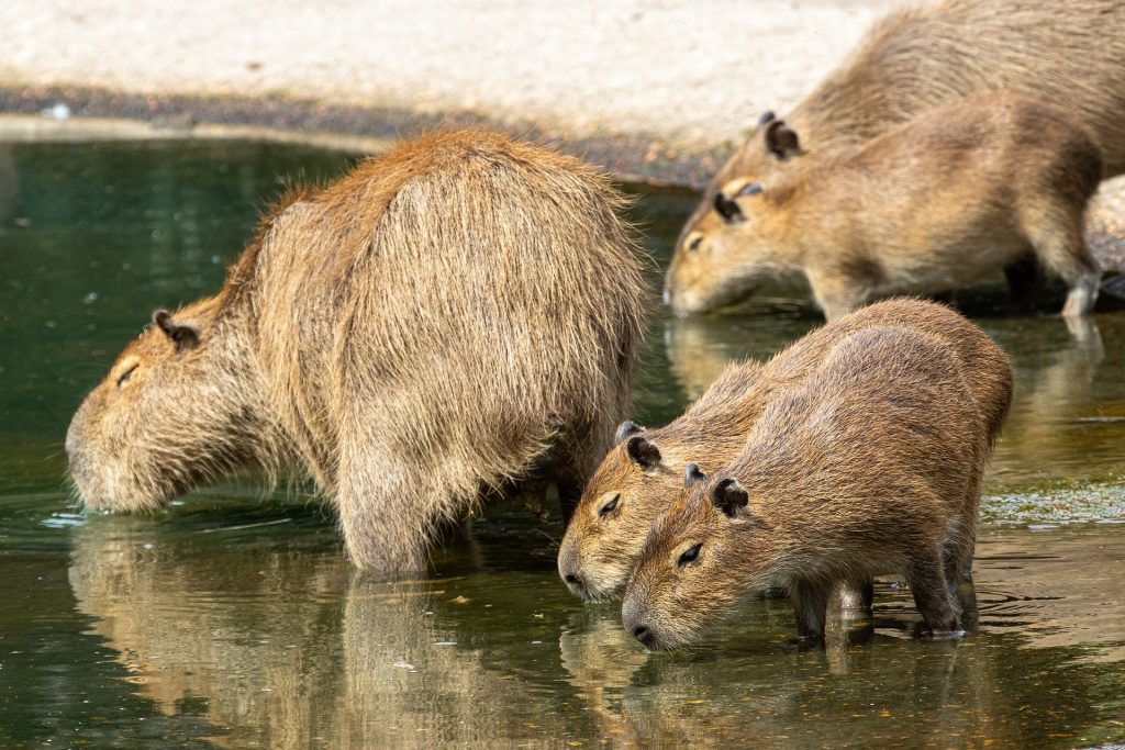 Cochon d'eau