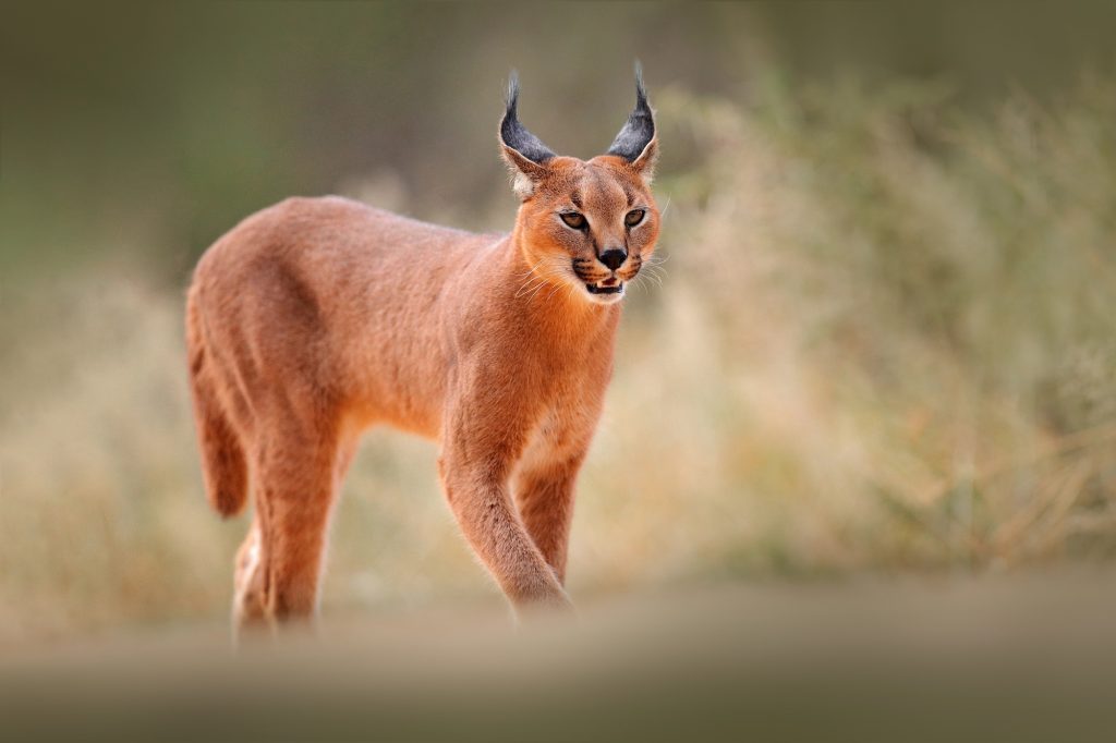 caracal