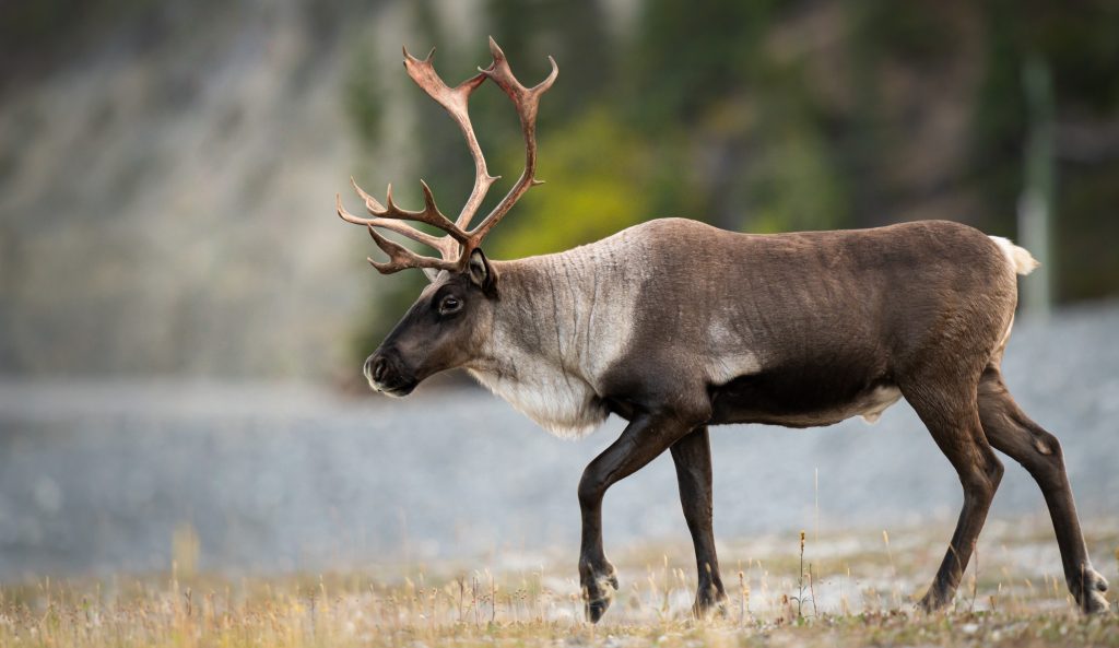 Caribou des montagnes