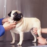 La maladie de Legg-Perthes-Calvé chez le Chien