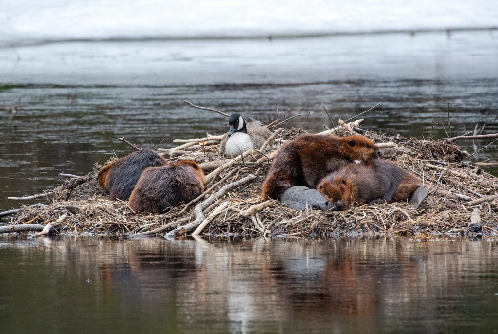 Une maison de castor sur l'eau