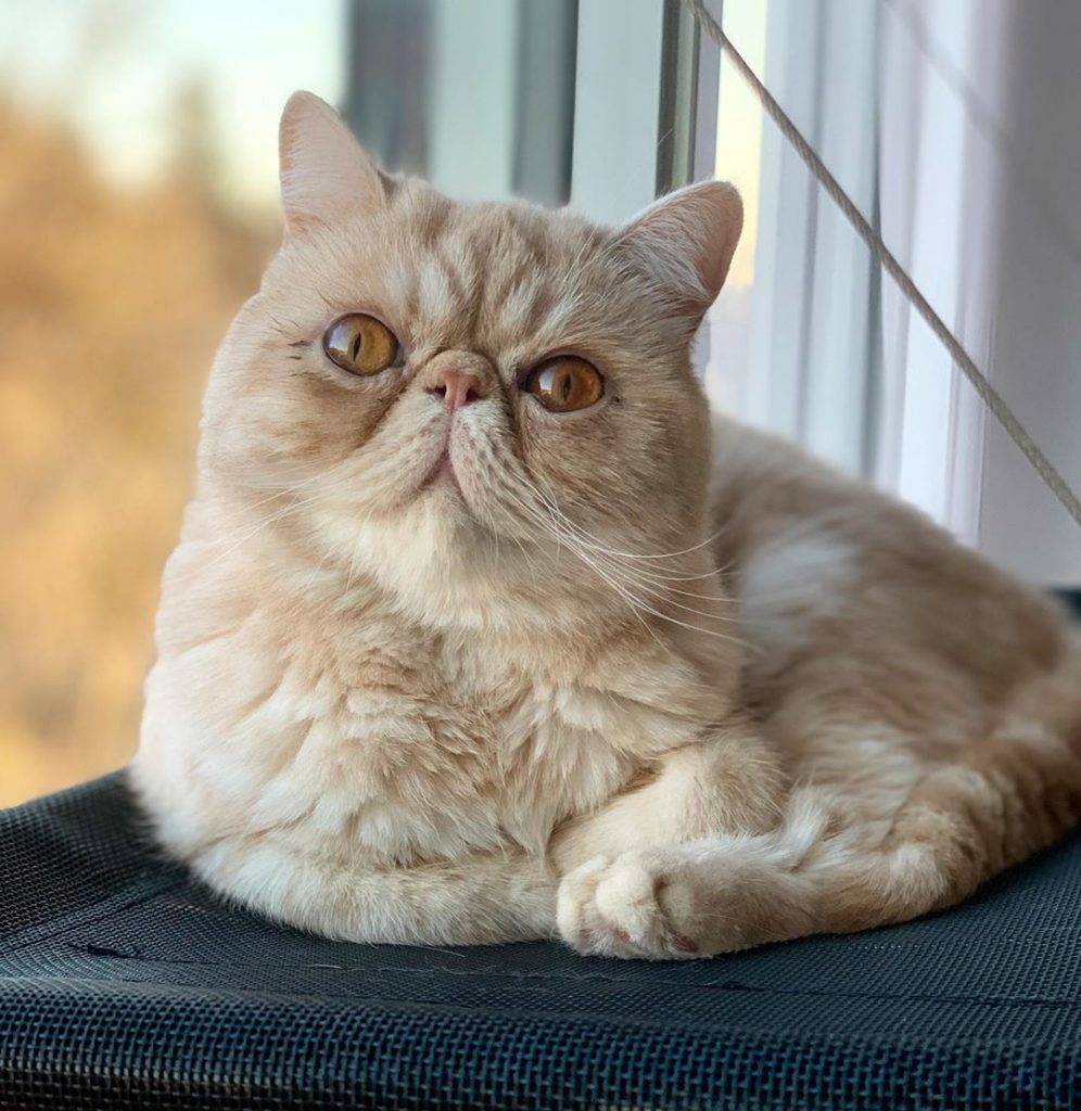 Exotic shorthair