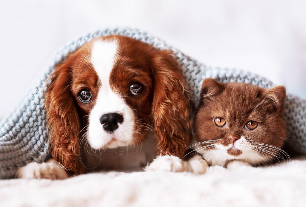 Cavalier King Charles Spaniel et chat