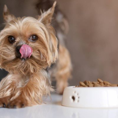 Faut-il nourrir son chien : avec ou sans céréales ?
