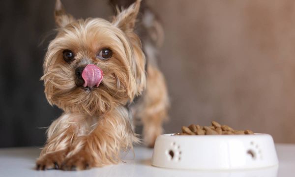 Faut-il nourrir son chien : avec ou sans céréales ?