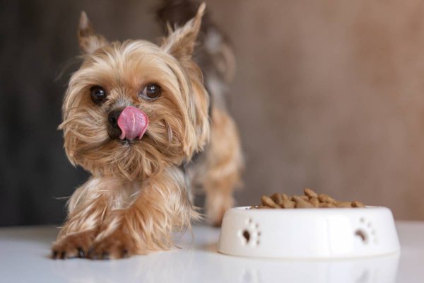 Nourrir son chien : avec ou sans céréales ?