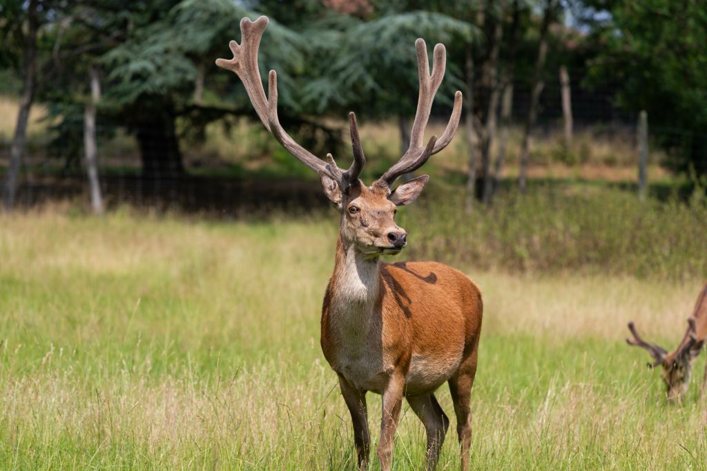 photo d'un cerf à le houga