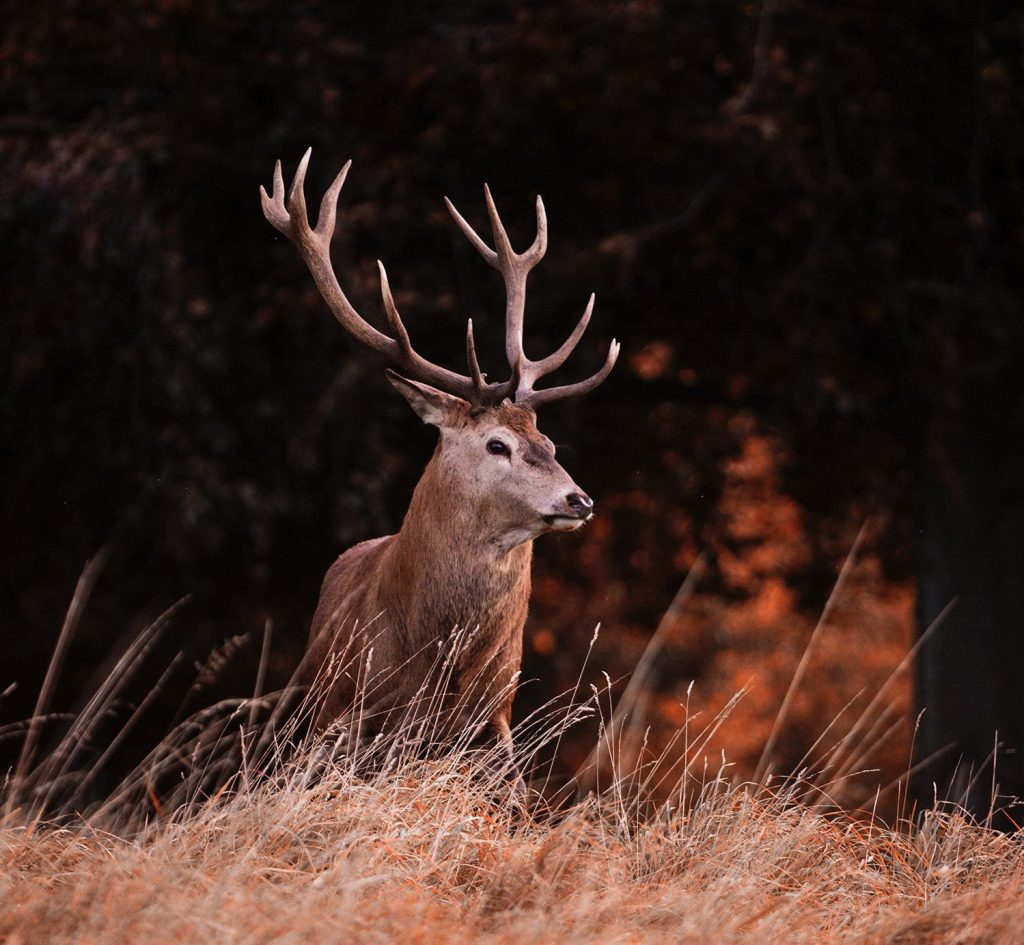 Photo d'un cerf avec arrière plan noir