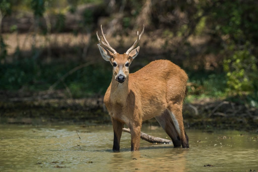 Cerf des marais