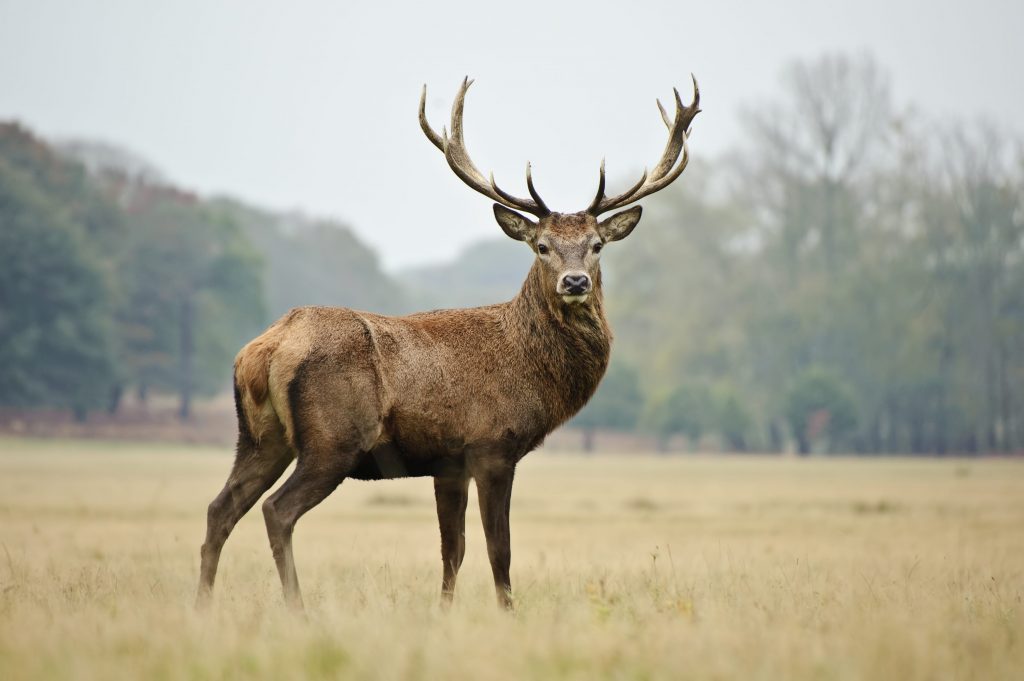 Cerf élaphe