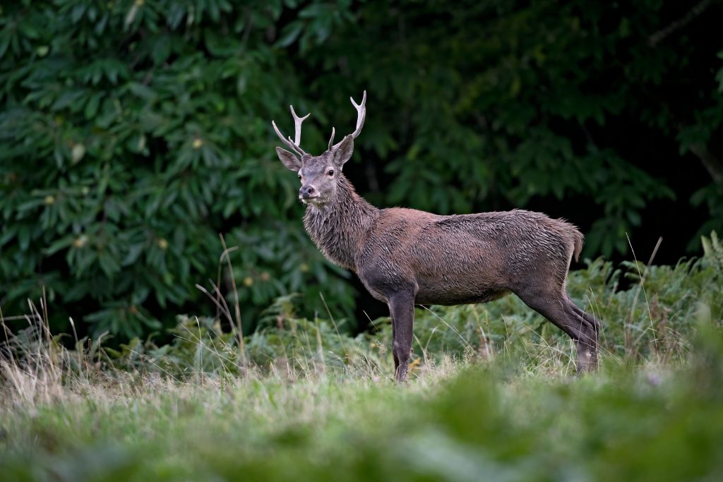 Cerf élaphe