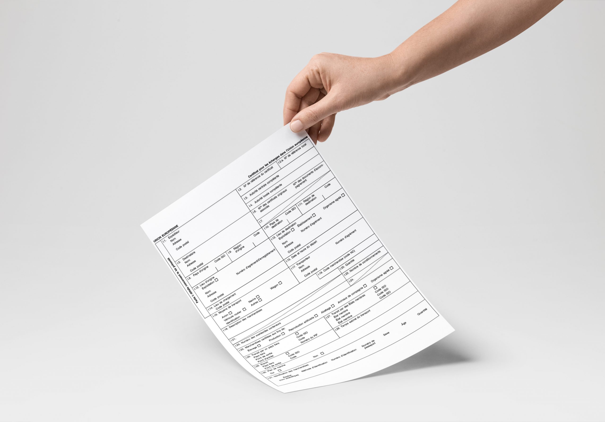 Certificat sanitaire international pour voyager avec son chien — Autour