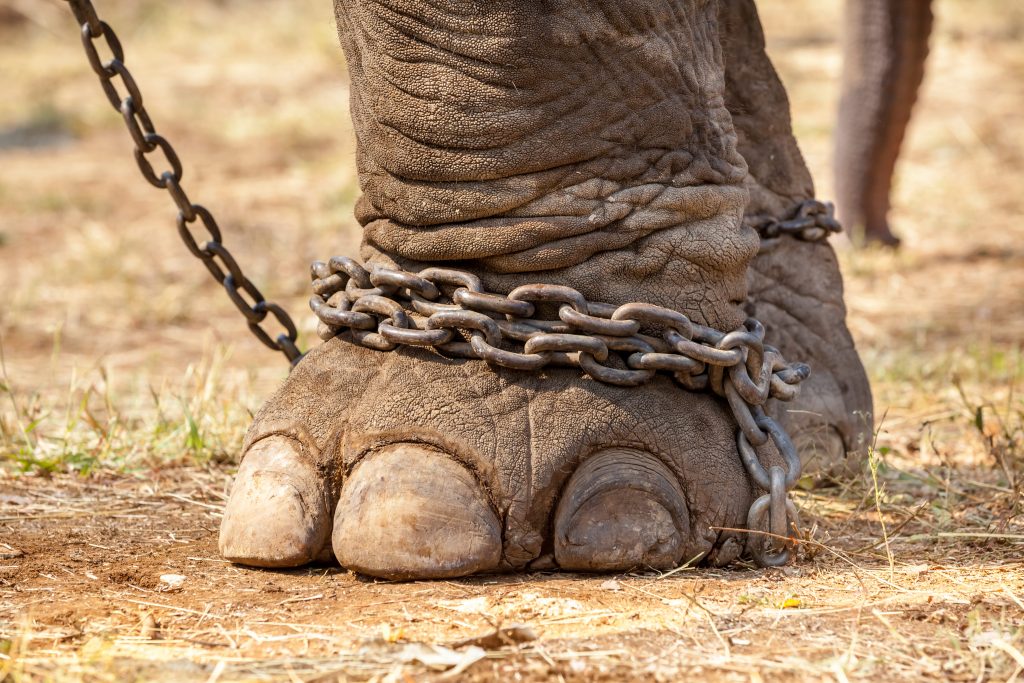 Chaîne autour d'un pied d'éléphant