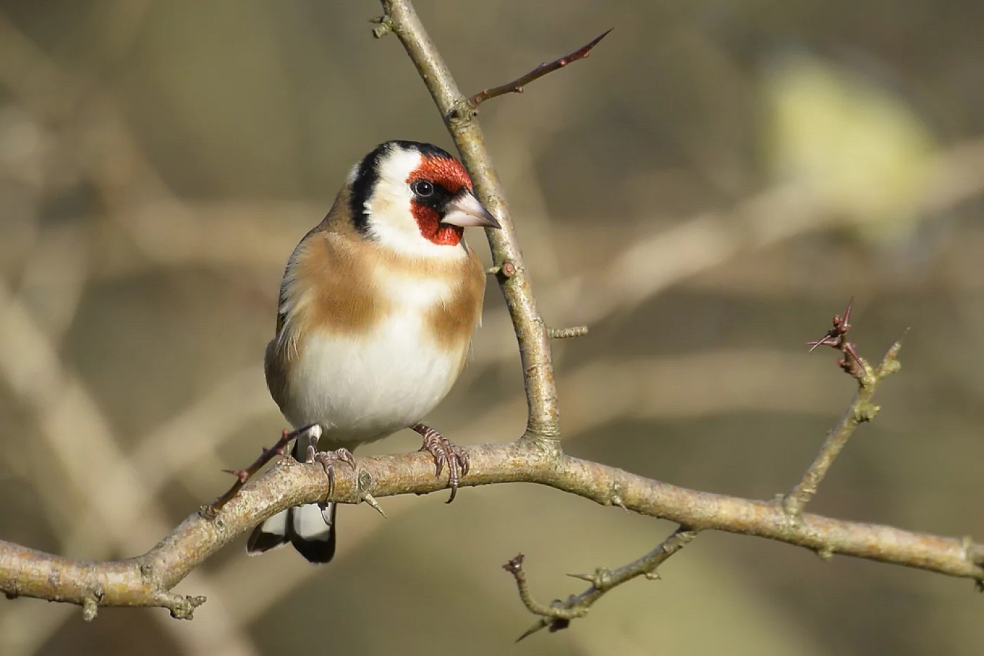 20 oiseaux les plus observés dans les jardins en France
