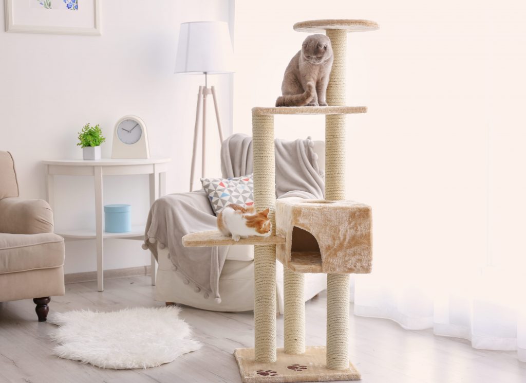 Arbre à chat