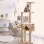 Habituer son chat à utiliser un arbre à chat