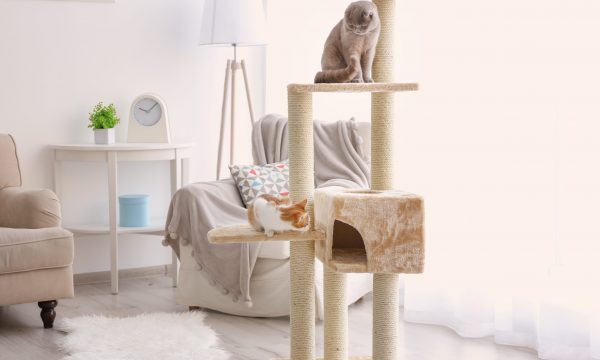 Habituer son chat à utiliser un arbre à chat
