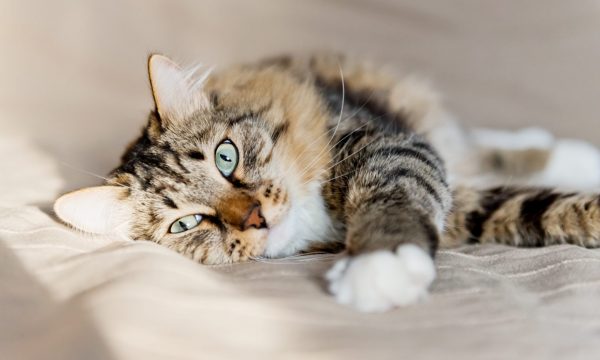 2023 : Nom de chats en U, Top des plus beaux noms