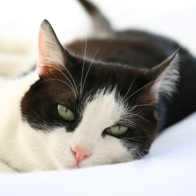 Coryza du chat : comment soulager naturellement les symptômes