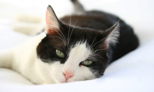 Le Coryza du chat