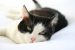 Coryza du chat : comment soulager naturellement les symptômes