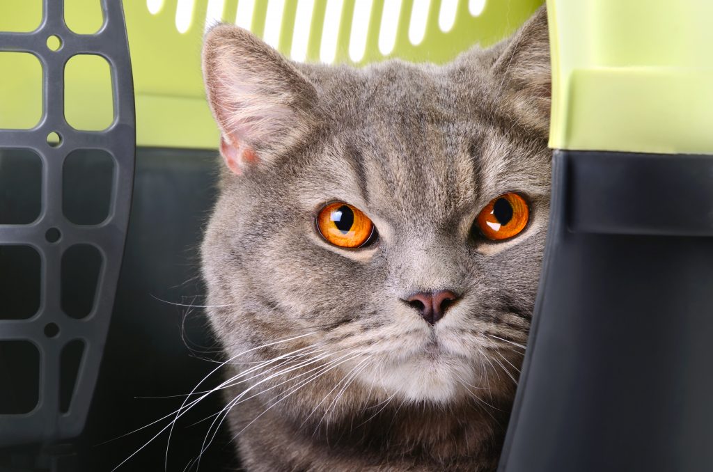 Chat qui est à l'aise dans sa cage de transport