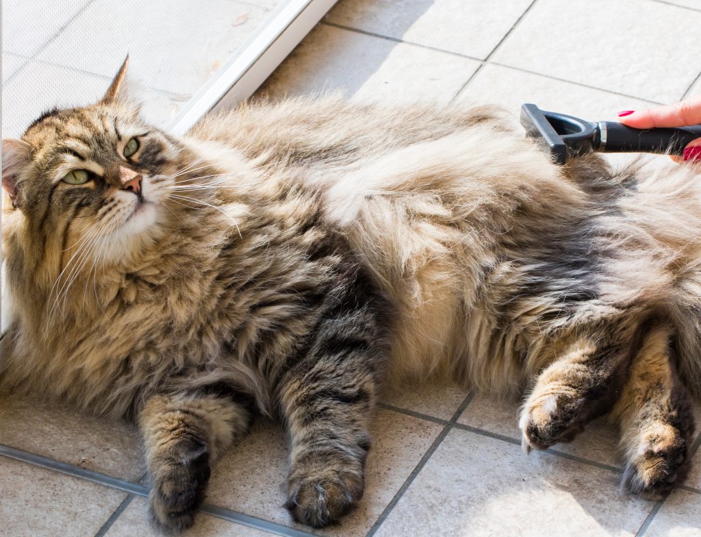 Un chat à poils longs qui se fait toiletter