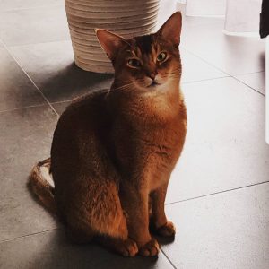 chat abyssin