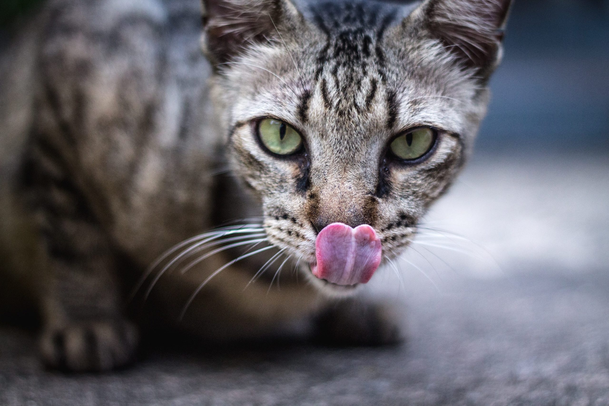 Comment Cuisiner Pour Son Chat Conseils Et Bienfaits Autour Des Animaux