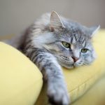 La leucose féline chez le chat (FeLV)