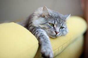 La leucose féline chez le chat (FeLV)