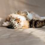 La cystite chez le chat