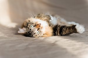 La cystite chez le chat