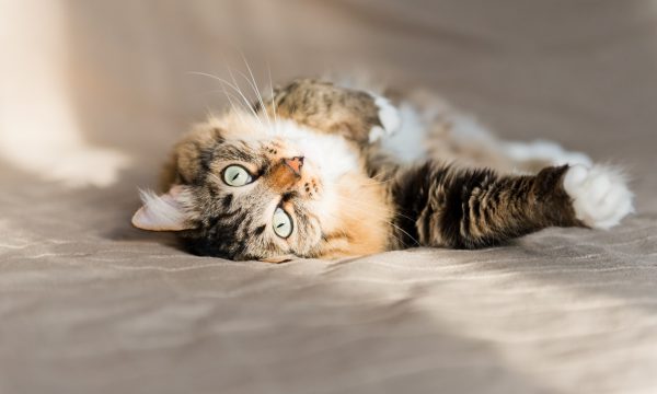 La cystite chez le chat