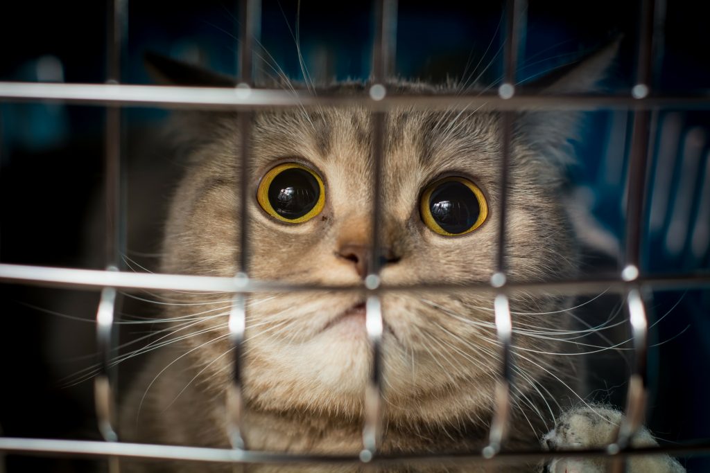 Chat anxieux dans sa cage de transport