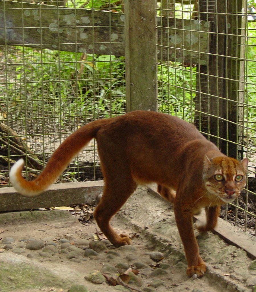 Chat de Bornéo (Chat bai)