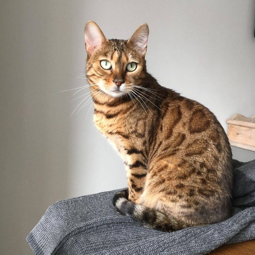 Bengal