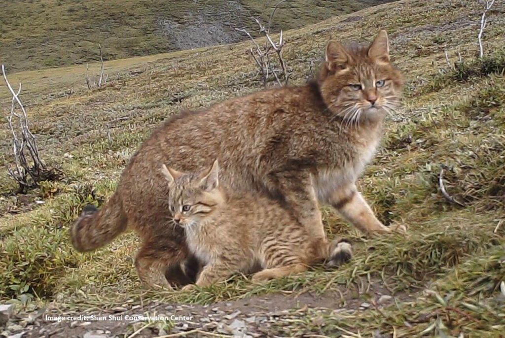 chat de Biet