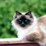 Top 7 des races de chats préférées des français
