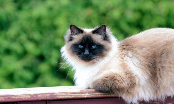 Top 7 des races de chats préférées des français