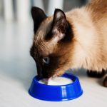 Peut-on donner du lait à son chat ?