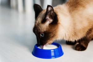 Peut-on donner du lait à son chat ?