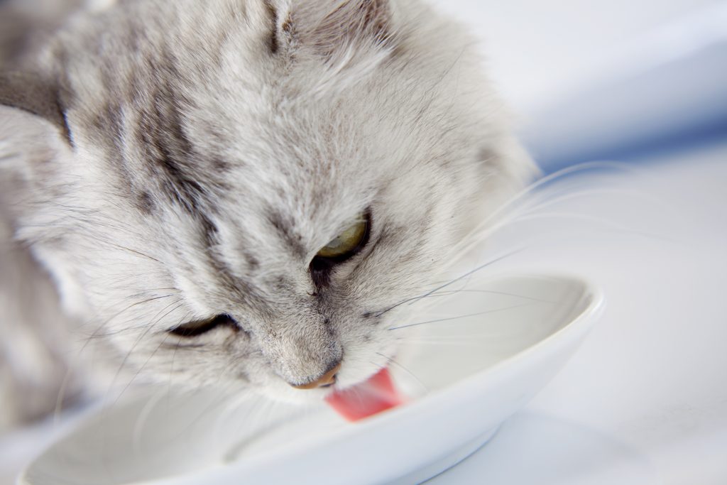 Un chat en train de boire du lait dans sa gamelle
