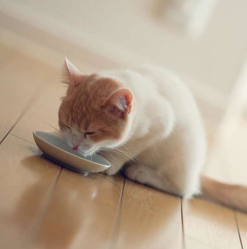 Peut On Donner Du Lait A Son Chat Autour Des Animaux Peut On Donner Du Lait A Son Chat Autour Des Animaux